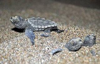 Bozyazı’da caretta carettalar için sahilde ışıklar...