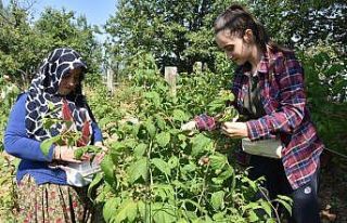 Bu ahududunun kilosu 45 lira
