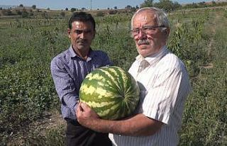 Bu tarlada para geçmiyor