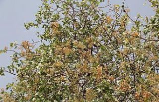 Bu ürün en çok Arap ülkeleri tarafından tüketiliyor,...