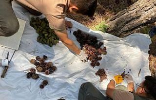 Bursa ormanlarında zengin tohum yılı