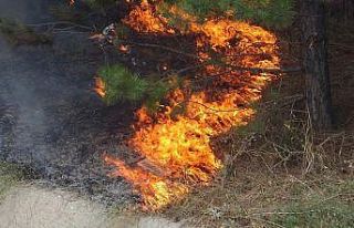 Bursa’da ağaçlık alanda çıkan yangın korkuttu