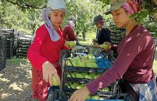 Bursa’da armut hasadında fiyatlar çiftçiyi mutlu...