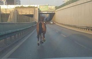 Bursa’da başıboş at ana yolda trafiği altüst...