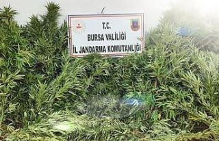 Bursa’da evin bahçesinde ekili 48 kök kenevir...