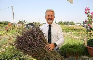 Bursa’da lavanta üretimi artırılacak