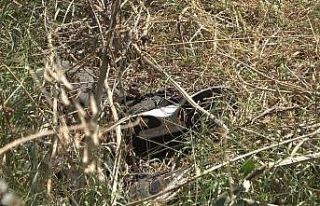 Bursa’da yol kenarında erkek cesedi bulundu