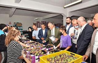Bursa’nın siyah incisinin hasadına başlandı