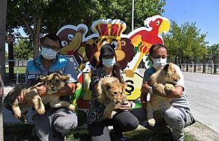 Büyükşehir Hayvanat Bahçesi, yeni minik üyeleri...