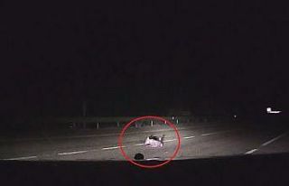 Çakal yavrusu kazara otomobilin altında ezildi