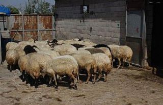 Çaldığı koyunları satarak parasını gazinoda...