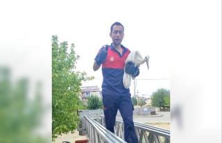 Cami kubbesindeki zincire ayağı takılan leylek...