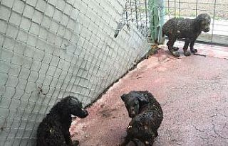 Çankaya’da asfalt ziftine düşen 3 yavru köpek...