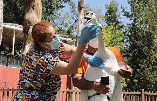 Çankaya’nın simgesi kuğular sağlık kontrolünden...