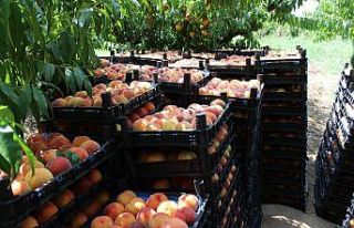 Çarşamba Ovası’nda şeftali hasadı