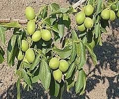 Çatak cevizi tescillendi