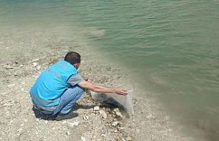 Çavdarhisar barajına 15 bin yavru sazan balığı...