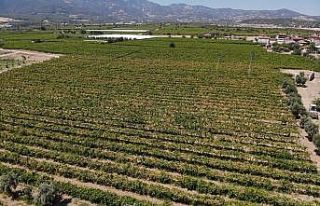 Çekirdeksiz Sultaniye üzümün ihracat yolculuğu...