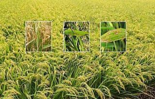 Çeltikte yanıklık hastalığı ile mücadele