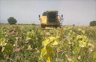 Çerezlik ayçiçeğinde hasat başladı