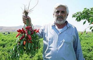 Çiftçi, fide desteğinden memnun