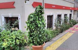 Çığlık attıran ağaç