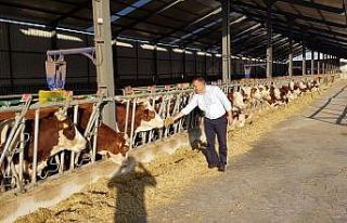 Çorum’da sonbahar dönemi şap aşılama kampanyası...