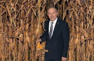Çukurova’da mısır hasadı başladı