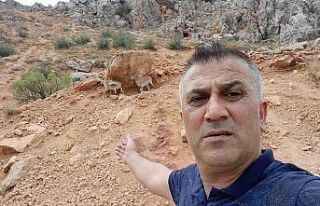 Dağ keçileri karayoluna indi, vatandaşlar cep telefonlarına...