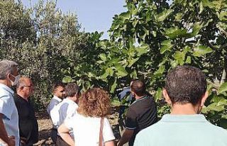 Dalında kuruyup dökülen kara incir için araştırma