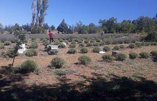 Deneme amaçlı dikilen lavanta yüz güldürdü