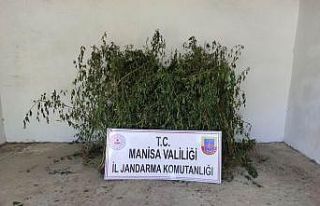 Dere yatağında 716 kök kenevir ele geçirildi