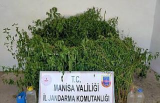 Dere yatağındaki sazlık alanda bin 624 kök kenevir...