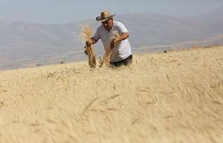 Develi’de ‘Gacer’ hasadı yapıldı