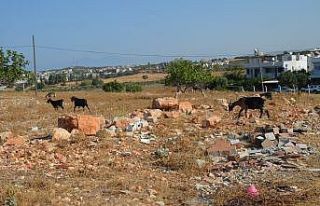 Didim’de keçilere zehirli incir tuzağı
