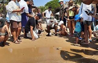 Didim’i tercih eden caretta carettaların yavruları...