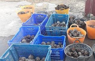 Diyarbakır’da Osmanlı dönemine ait çok sayıda...