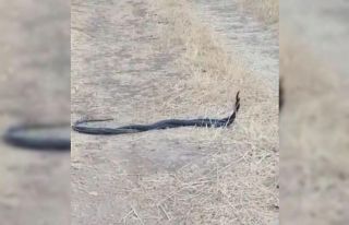 Diyarbakır’da yılanların çiftleşme dansı böyle...