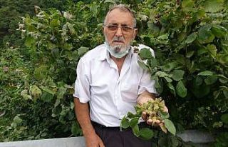 Doğu Karadeniz’de fındık hasadı başladı