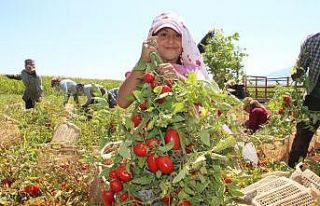 Domates fiyatlarının yükselmesi bekleniyor
