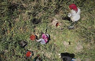 Domates sadece tarlada ucuz