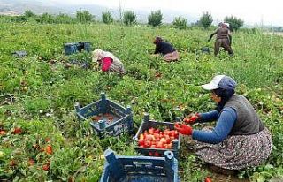 Domates tarlada 1, markette 5 lira