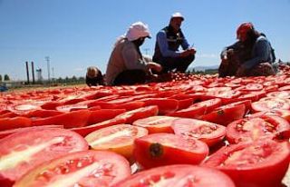 Dünya sofralarına lezzet katacak kurutmalık domatesin...