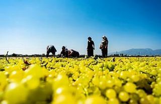 Dünyaca ünlü sultani üzüm kurutulması için...