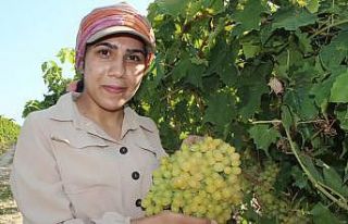 Dünyaca ünlü Sultani üzümde hasat başladı