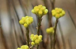 Dünyada 11 adet kalan ’Aydın Ölmez Çiçeği’...