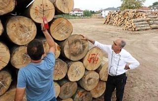 Düzce’de 457 bin metreküp odun üretildi