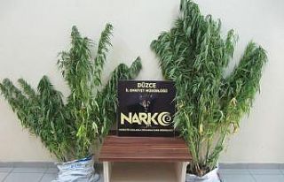 Düzce’de 55 kök kenevir yakalandı, 1 kişi tutuklandı