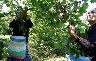 Düzce’de fındık hasadı 9 Ağustosta başlayacak