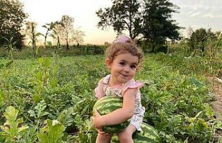 Düzce’de fındıktan sonra en çok ceviz yetişti